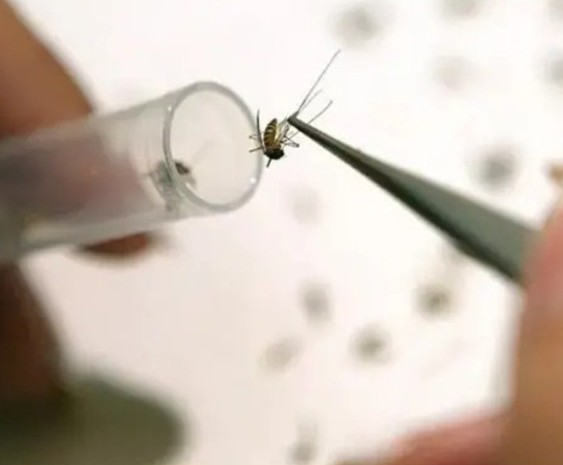 Virusi vya West Nile Vyaingia Uiengereza